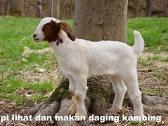 Mimpi Kambing Beranak 2 Togel